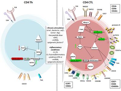 Fighting Viral Infections and Virus-Driven Tumors with Cytotoxic CD4+ T Cells